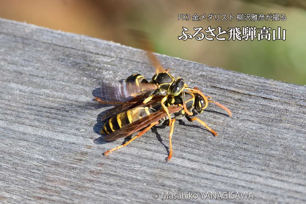 飛騨高山に棲むアシナガバチの写真です。