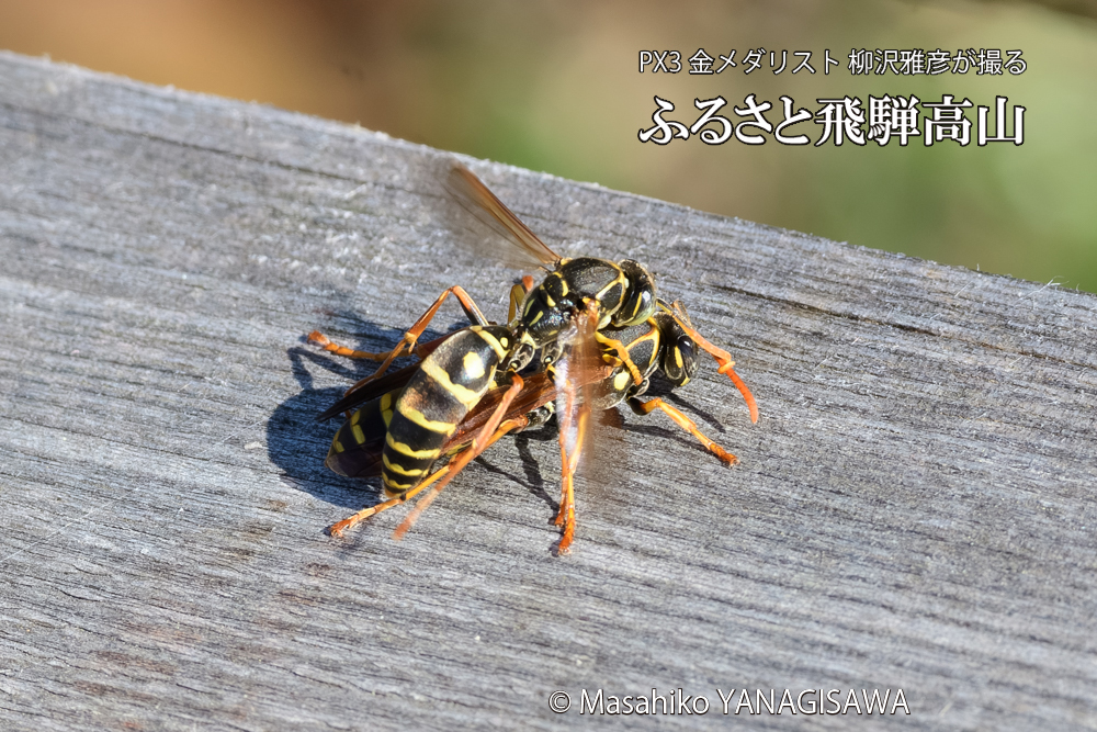飛騨高山に棲むアシナガバチの写真です。