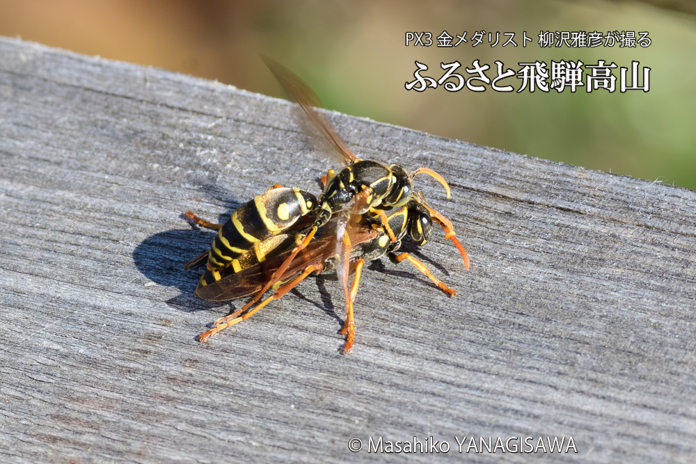 飛騨高山に棲むアシナガバチの写真です。