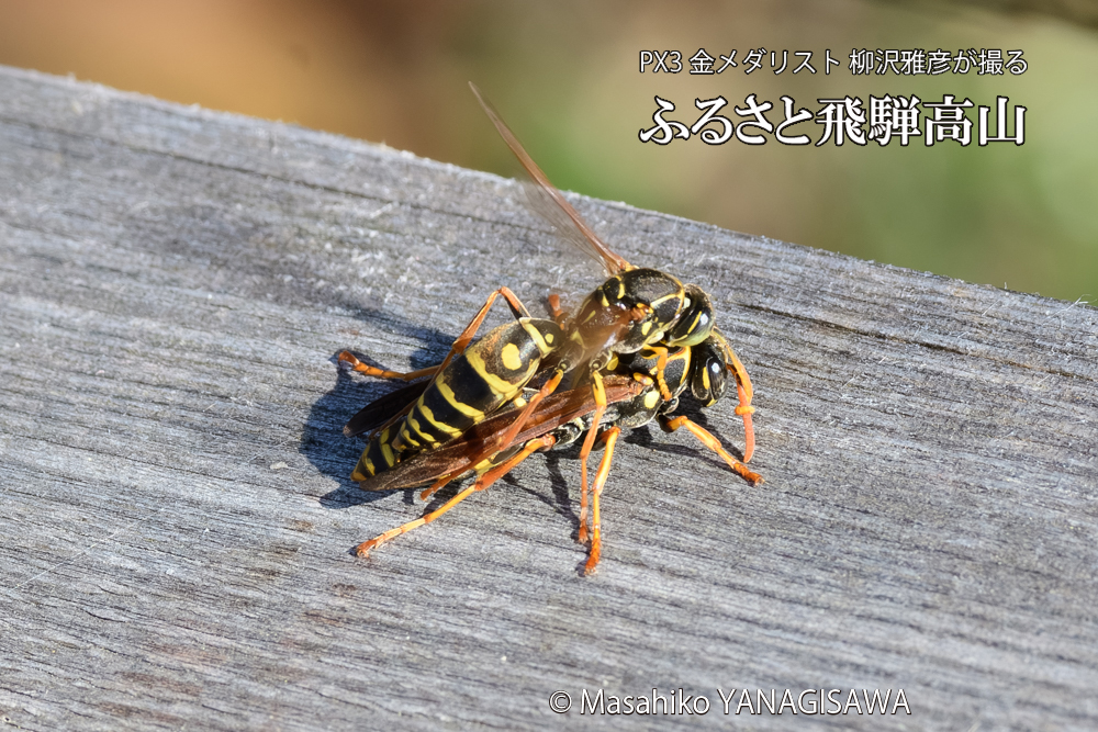 飛騨高山に棲むアシナガバチの写真です。