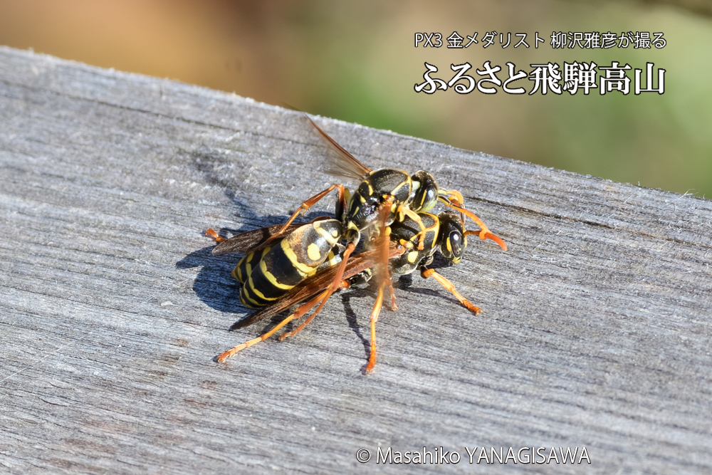 飛騨高山に棲むアシナガバチの写真です。