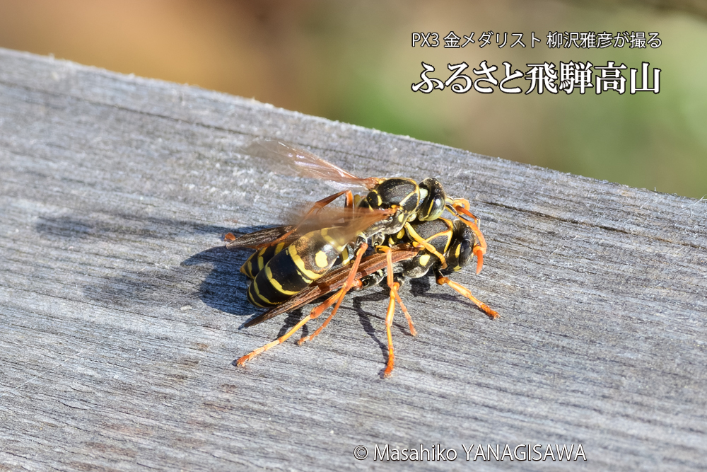 飛騨高山に棲むアシナガバチの写真です。