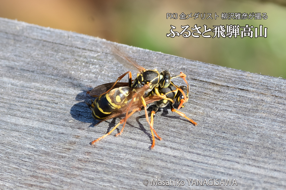 飛騨高山に棲むアシナガバチの写真です。