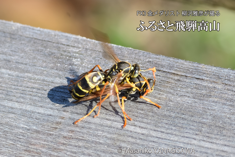 飛騨高山に棲むアシナガバチの写真です。