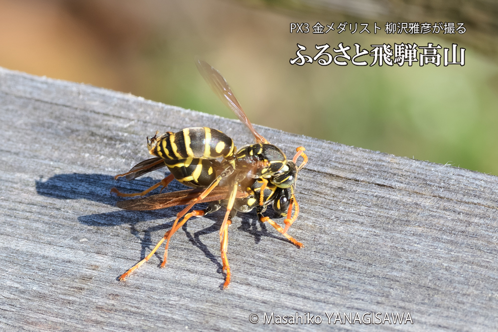 飛騨高山に棲むアシナガバチの写真です。