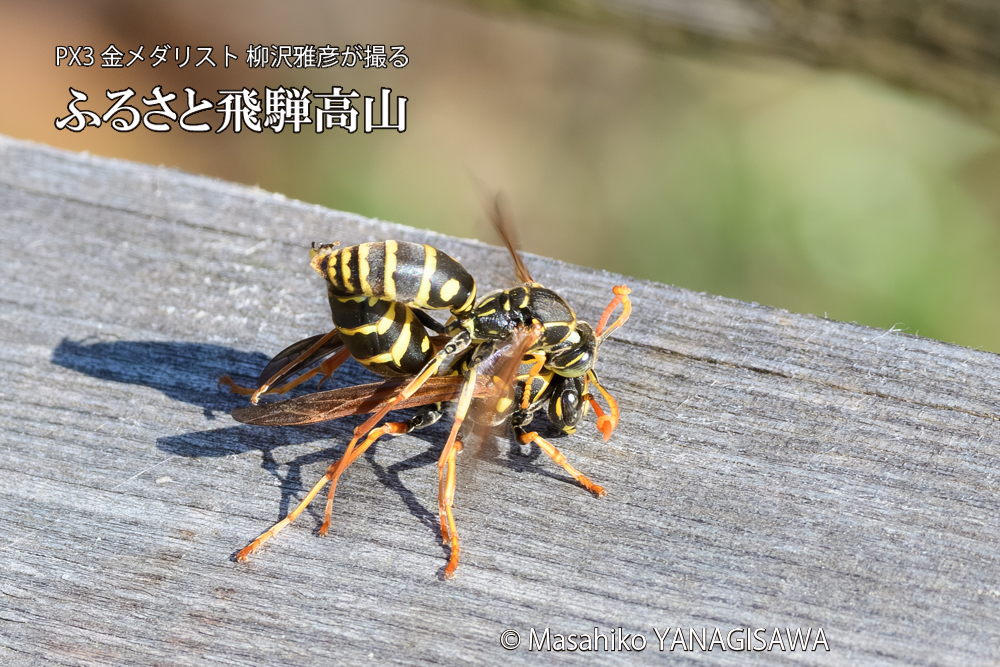飛騨高山に棲むアシナガバチの写真です。