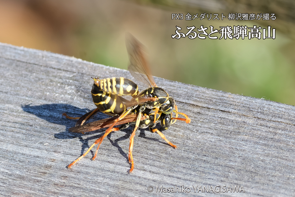 飛騨高山に棲むアシナガバチの写真です。