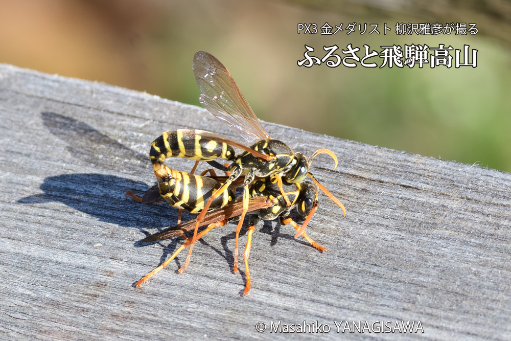 飛騨高山に棲むアシナガバチの写真です。