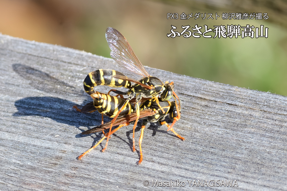 飛騨高山に棲むアシナガバチの写真です。