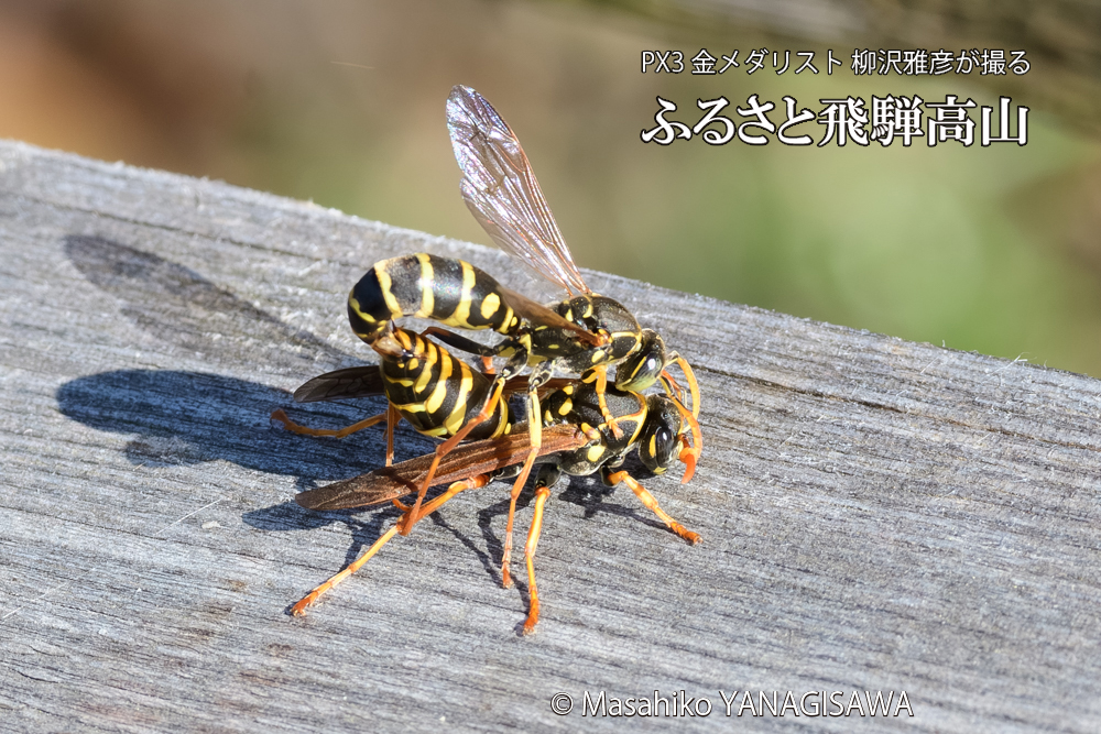 飛騨高山に棲むアシナガバチの写真です。