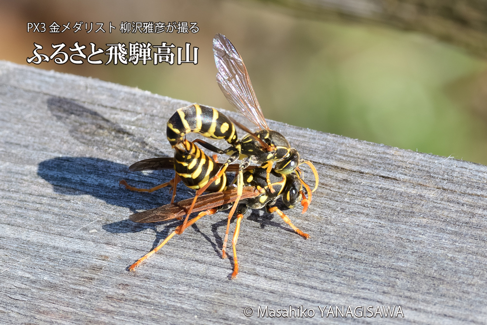 飛騨高山に棲むアシナガバチの写真です。