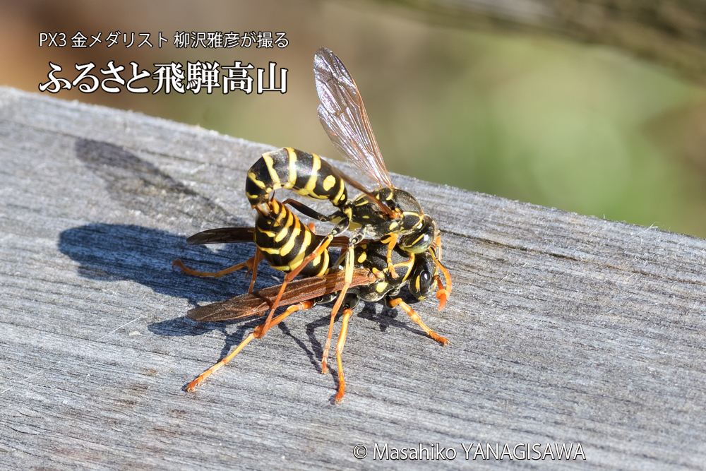 飛騨高山に棲むアシナガバチの写真です。