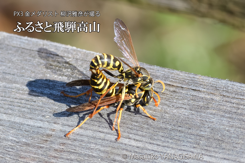 飛騨高山に棲むアシナガバチの写真です。