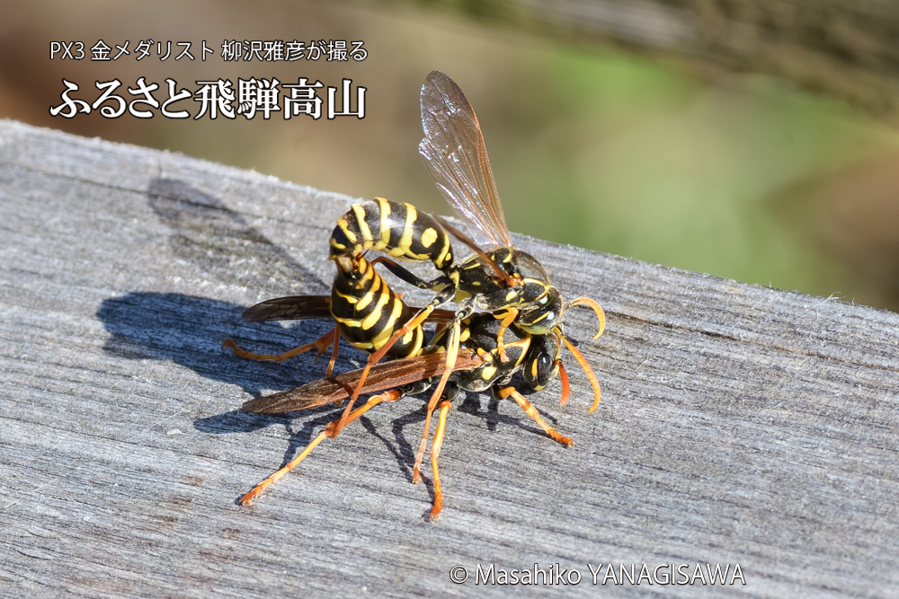 飛騨高山に棲むアシナガバチの写真です。