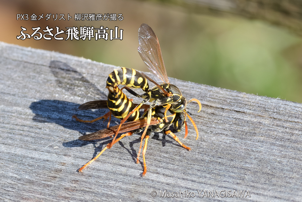 飛騨高山に棲むアシナガバチの写真です。