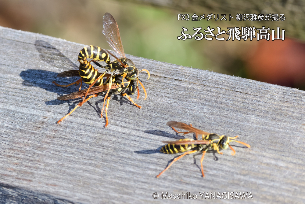 飛騨高山に棲むアシナガバチの写真です。