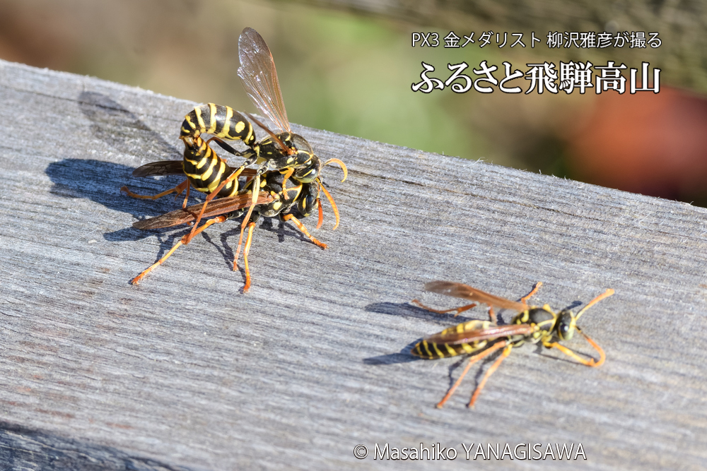 飛騨高山に棲むアシナガバチの写真です。
