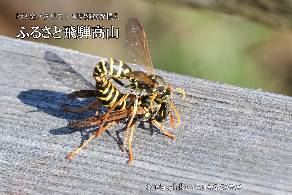 飛騨高山に棲むアシナガバチの写真です。