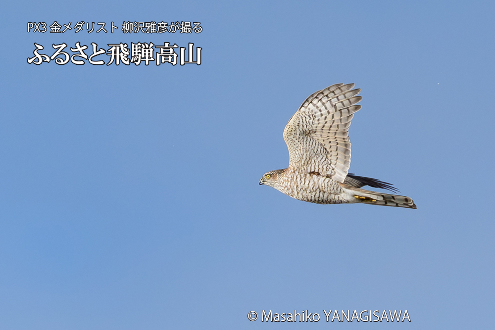 　撮影・柳沢雅彦