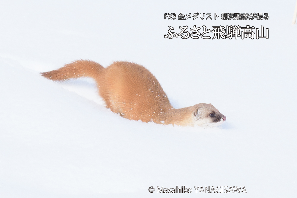 　撮影・柳沢雅彦