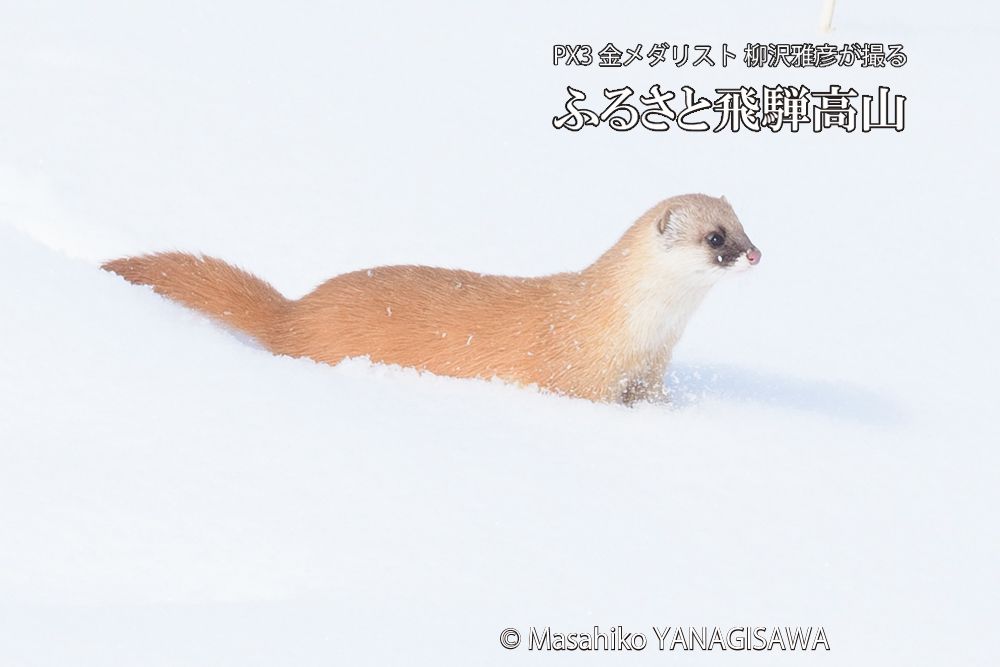 　撮影・柳沢雅彦