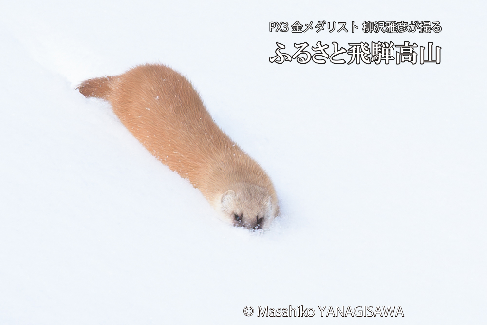 　撮影・柳沢雅彦