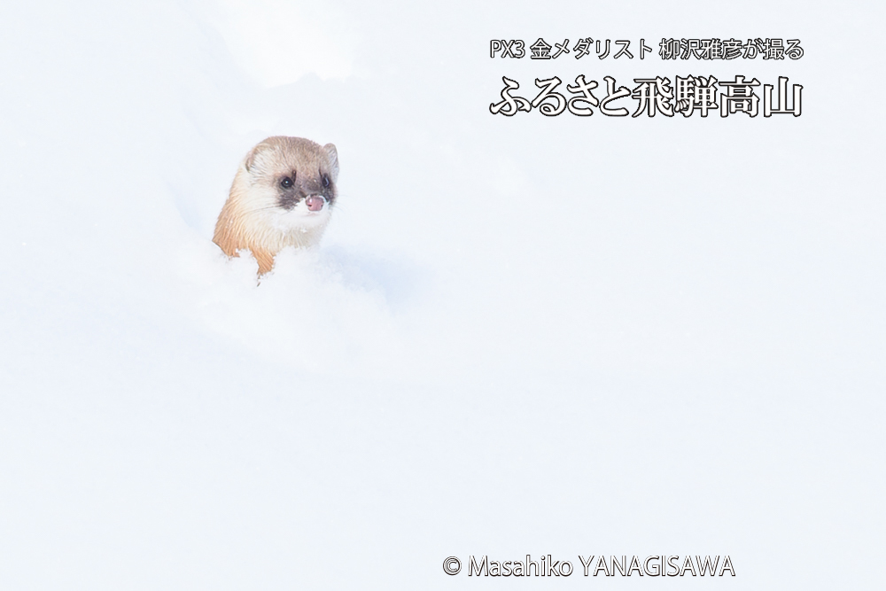 　撮影・柳沢雅彦