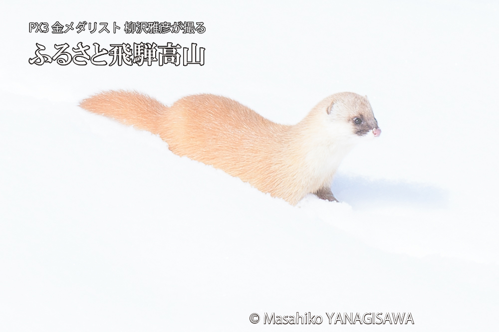 　撮影・柳沢雅彦