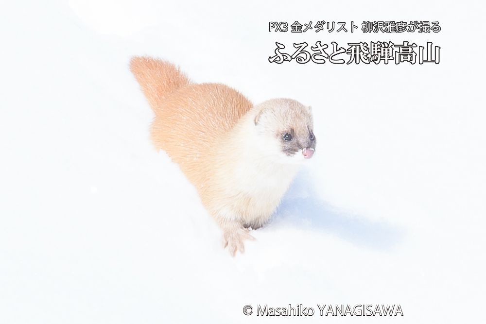 　撮影・柳沢雅彦