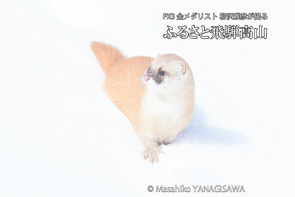 　撮影・柳沢雅彦