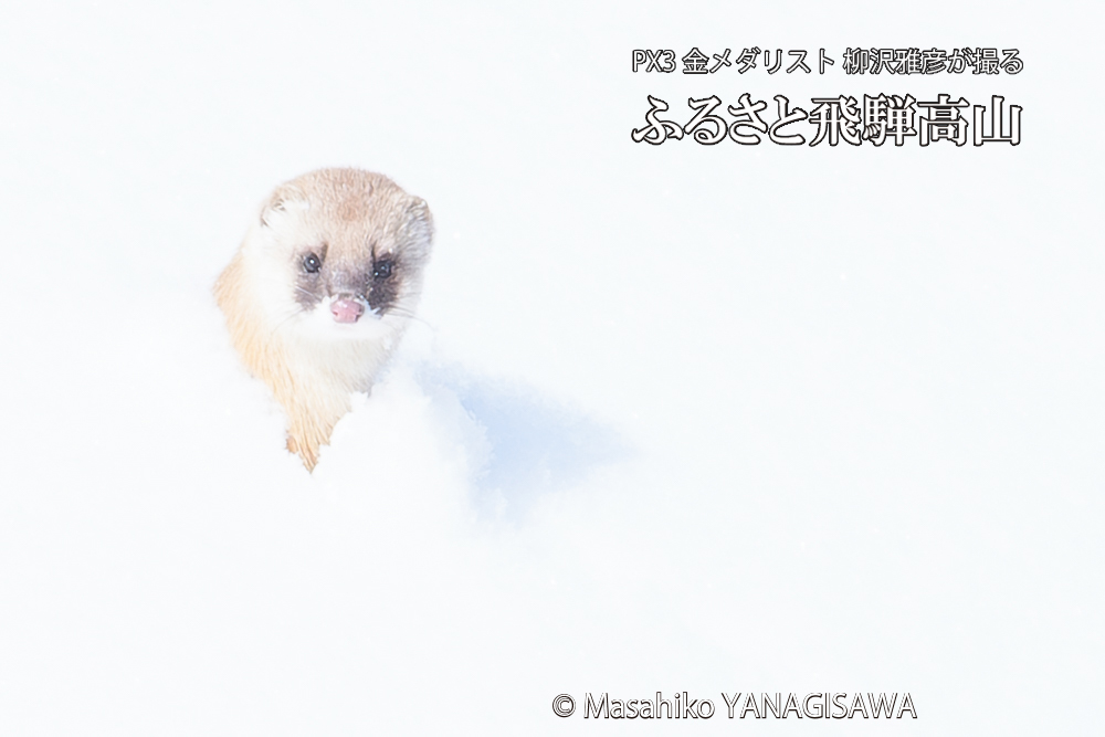 　撮影・柳沢雅彦