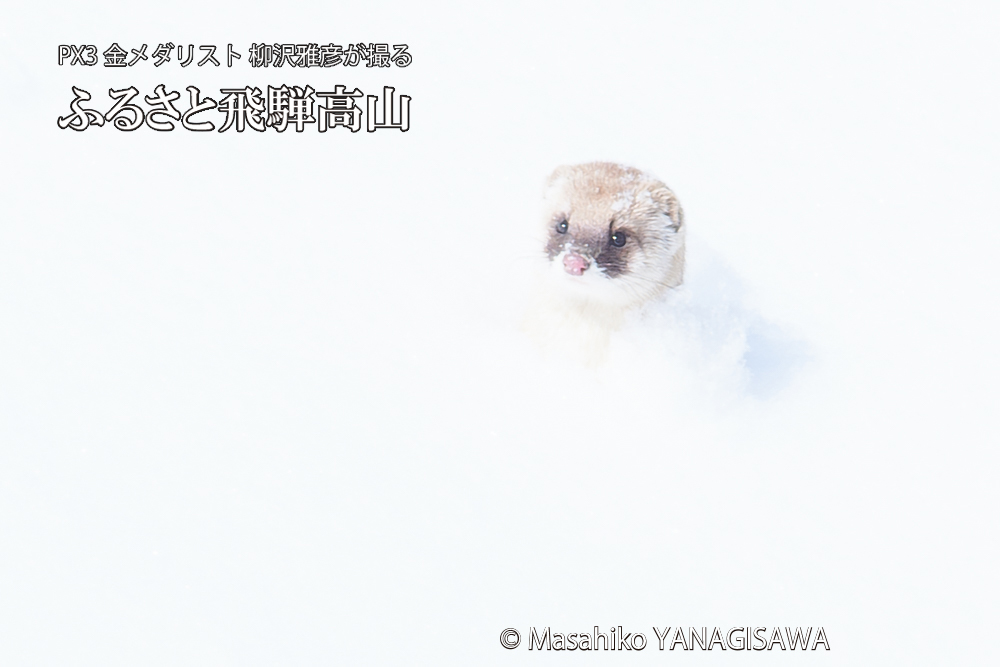 　撮影・柳沢雅彦