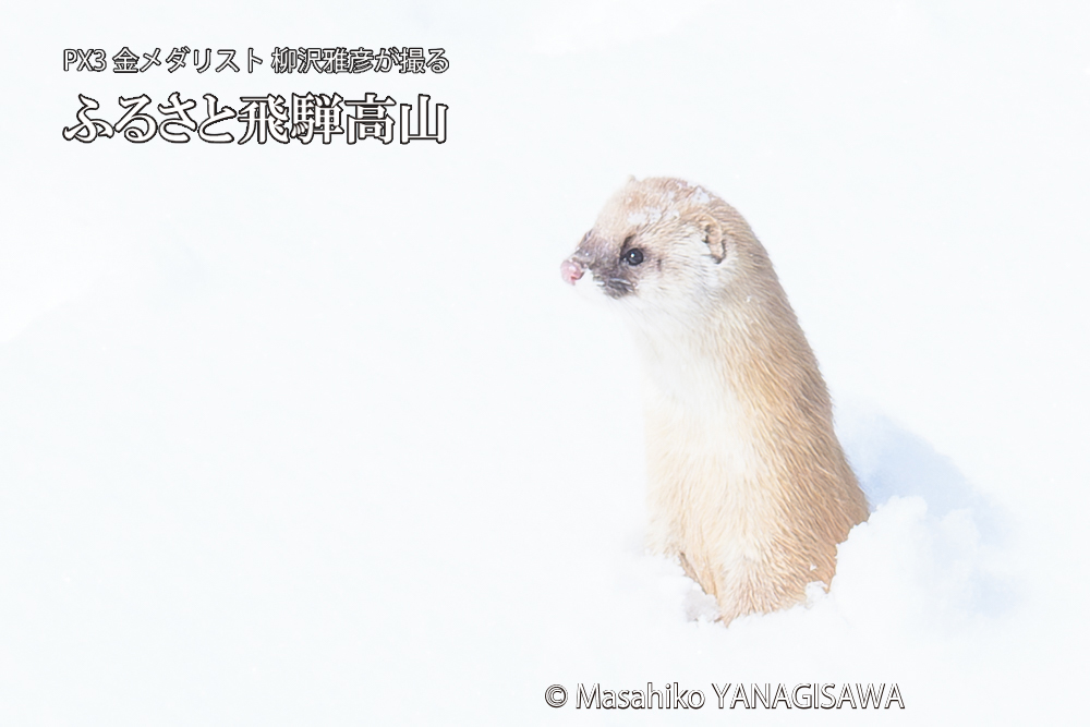 　撮影・柳沢雅彦