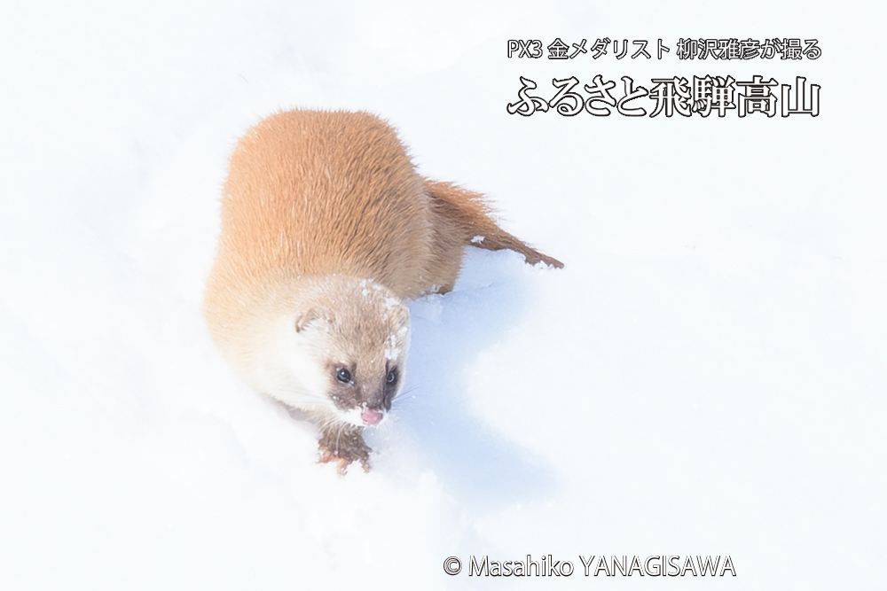 　撮影・柳沢雅彦