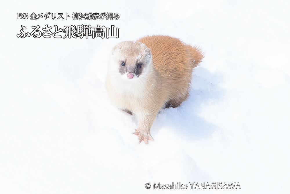 　撮影・柳沢雅彦