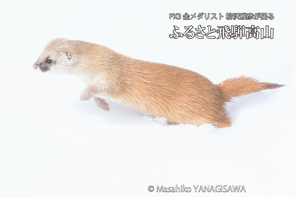 　撮影・柳沢雅彦