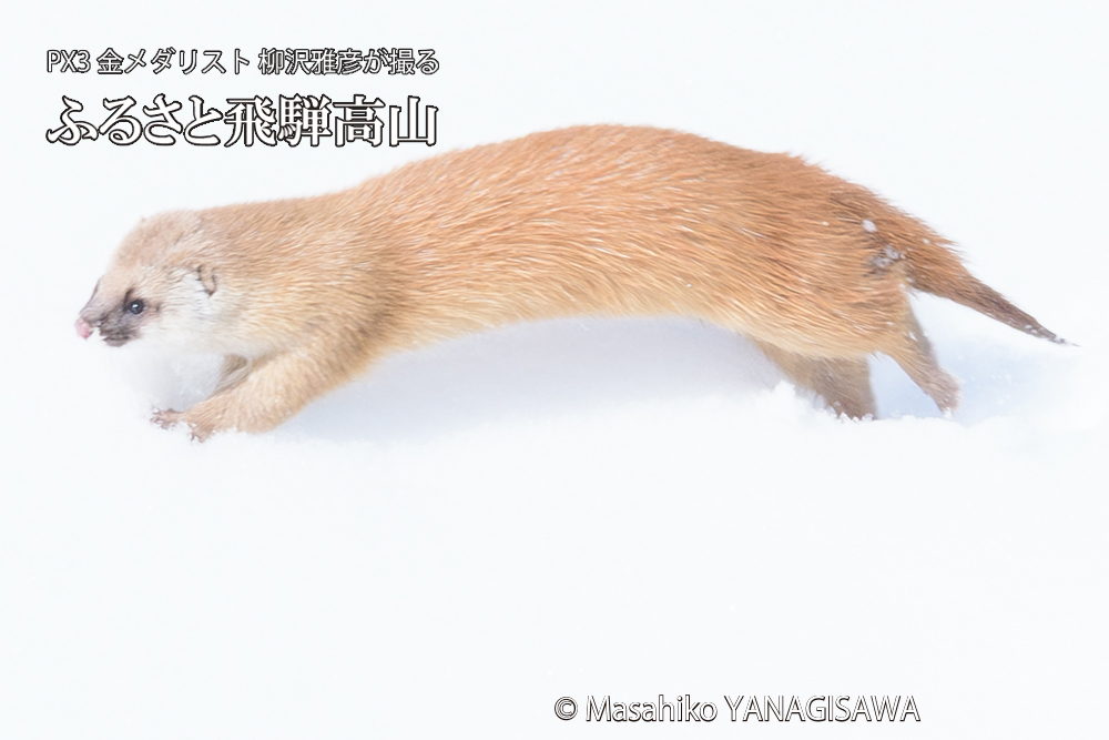 　撮影・柳沢雅彦