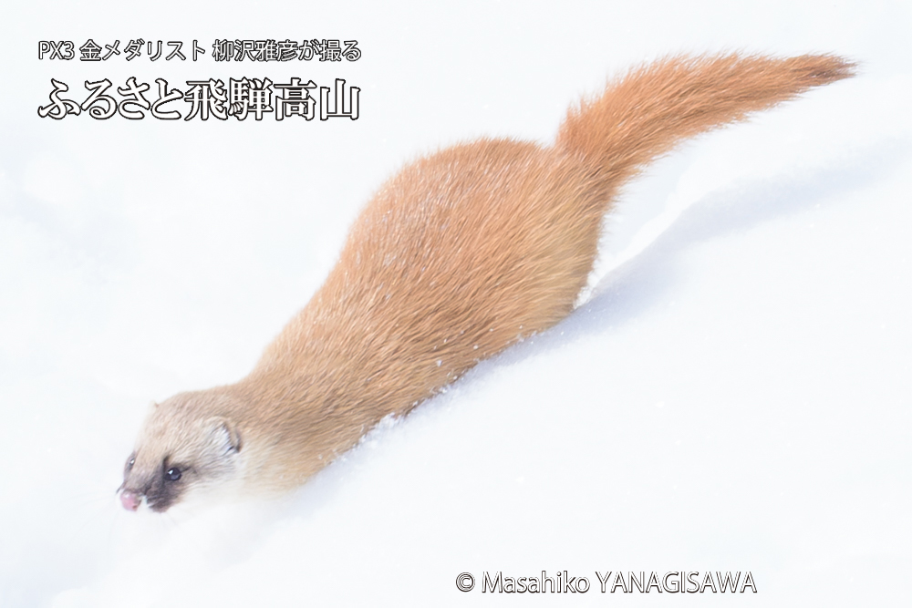 　撮影・柳沢雅彦