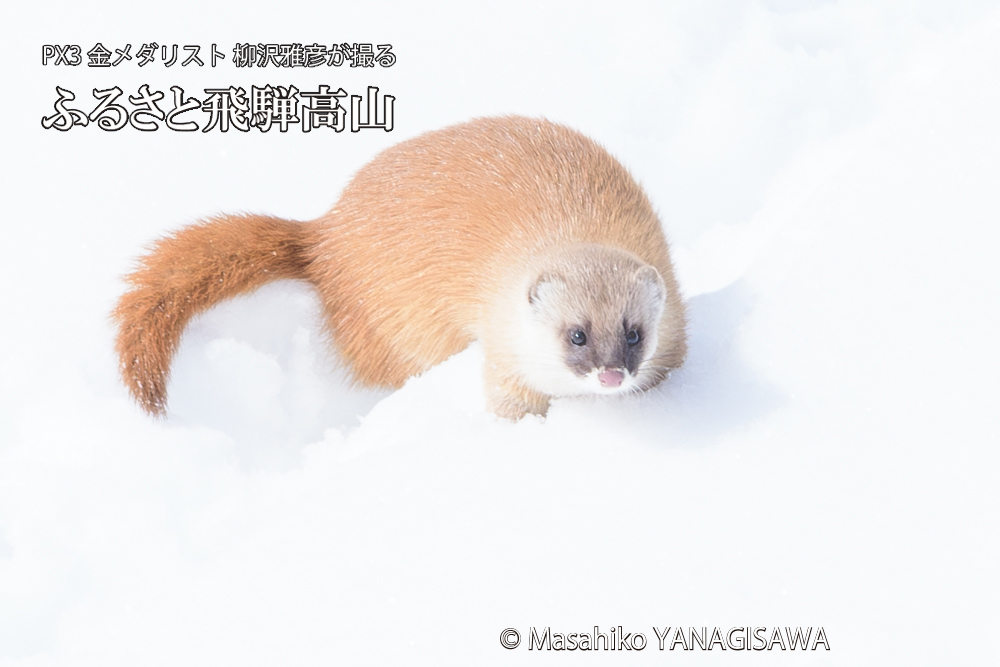 　撮影・柳沢雅彦