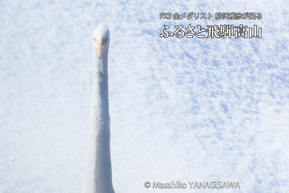 　撮影・柳沢雅彦