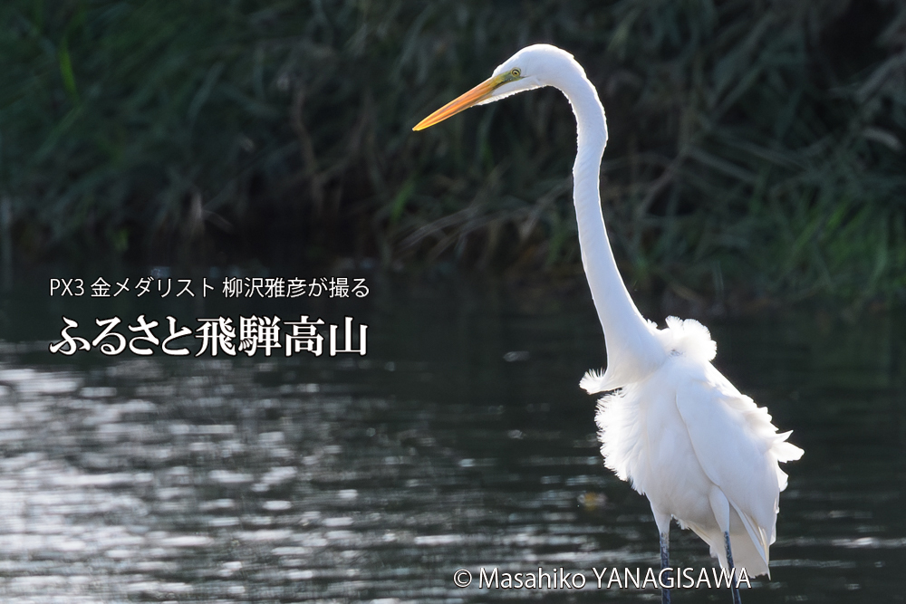 　撮影・柳沢雅彦