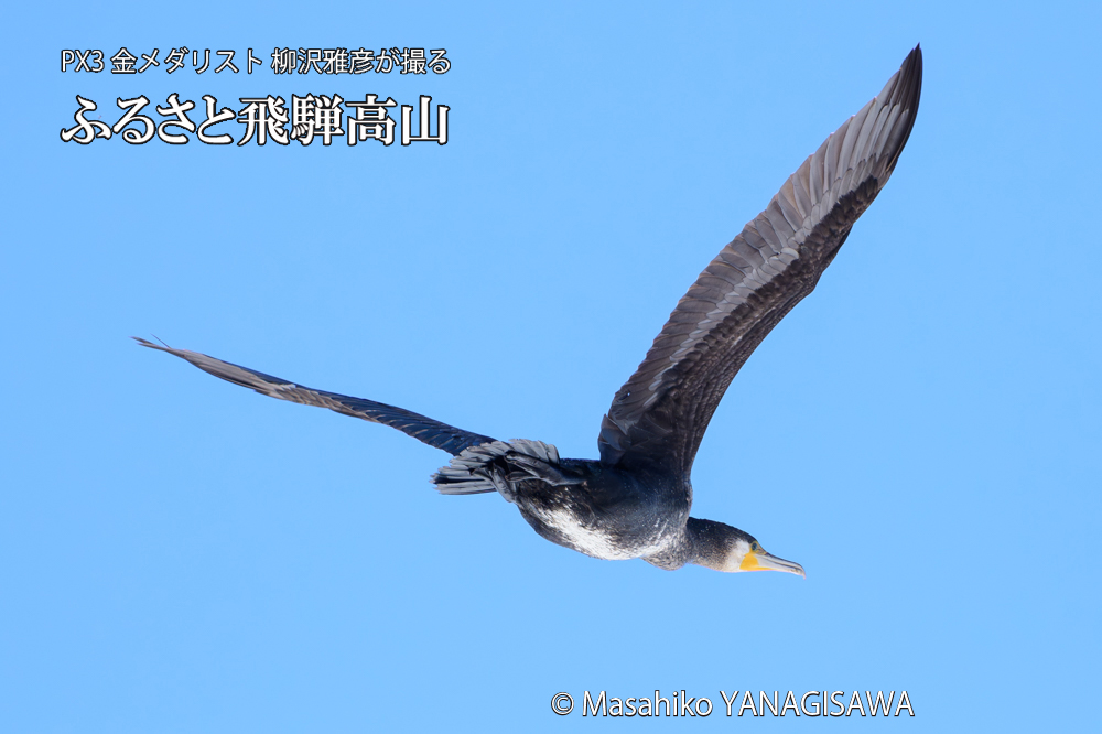 　撮影・柳沢雅彦