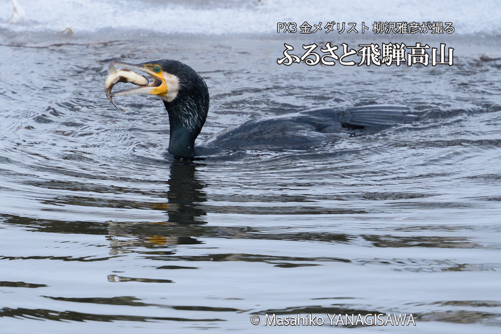 　撮影・柳沢雅彦