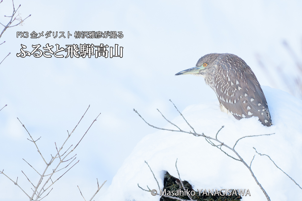 　撮影・柳沢雅彦