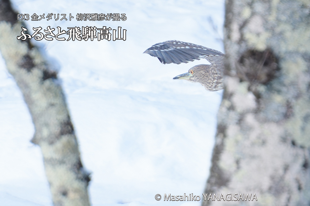 　撮影・柳沢雅彦