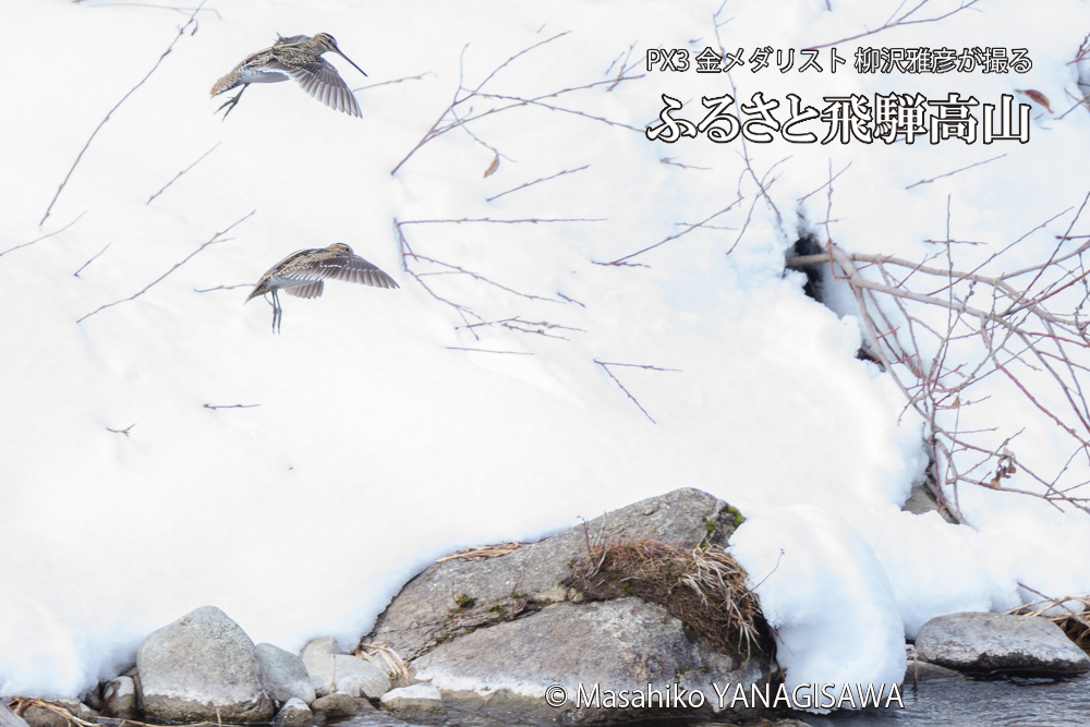 　撮影・柳沢雅彦