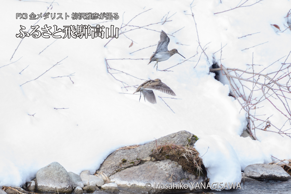 　撮影・柳沢雅彦