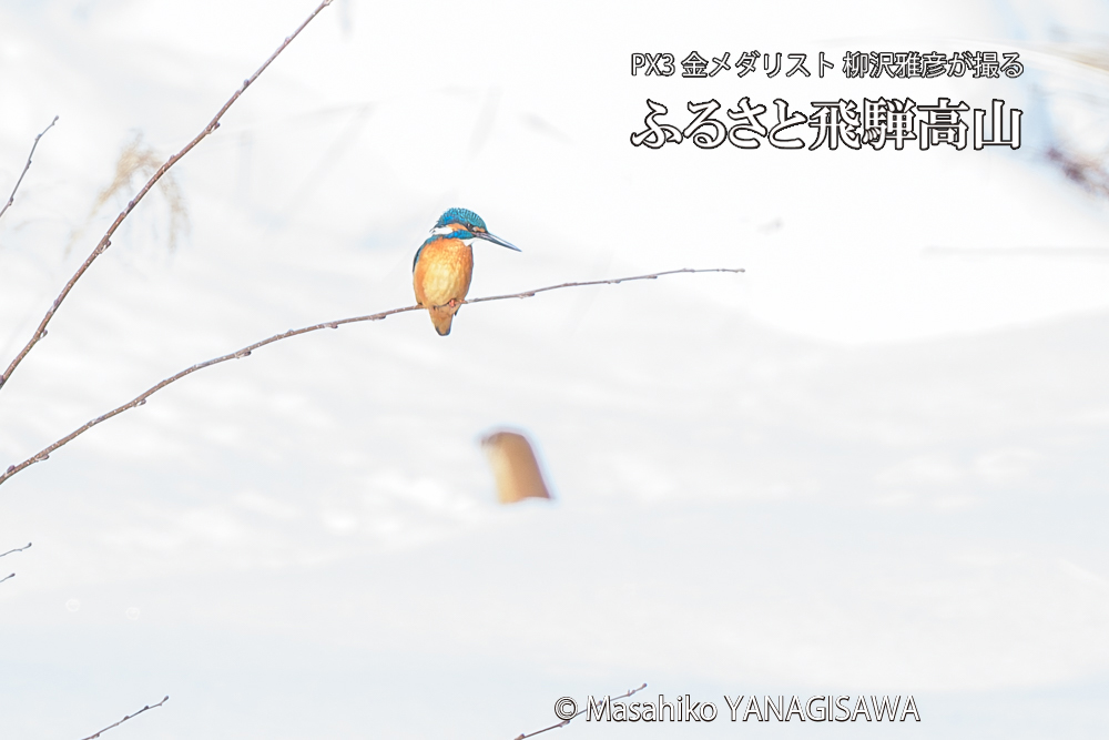 　撮影・柳沢雅彦