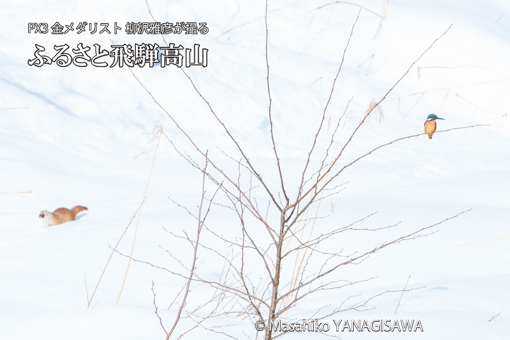 　撮影・柳沢雅彦