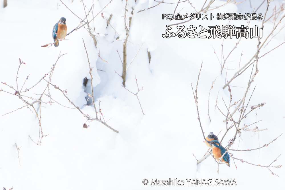 　撮影・柳沢雅彦